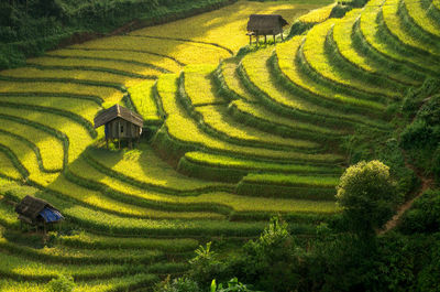 Scenic view of agricultural field