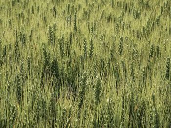 Full frame shot of crops on field
