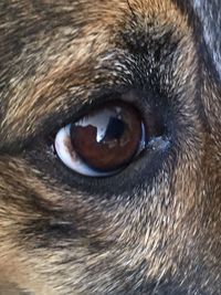 Close-up portrait of dog