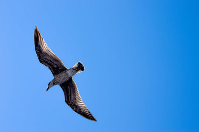 Low angle view of eagle flying against clear blue sky