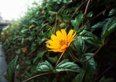 Close-up of yellow flower blooming outdoors