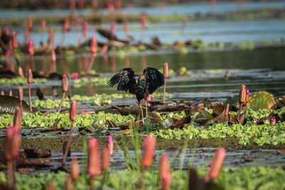 Bird perching on a lake