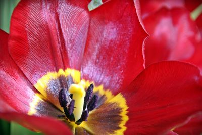 Close-up of red flowering plant