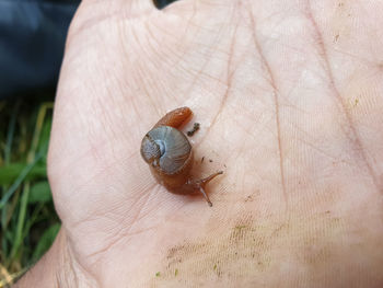 Close-up of insect on hand