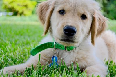 Close-up portrait of dog on field