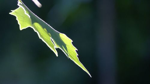 Close-up of leaves