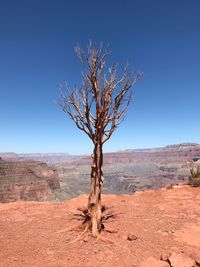 Bare tree on desert against clear blue sky