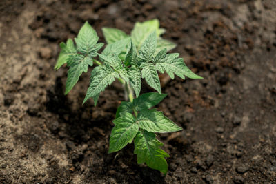 Close-up of plant