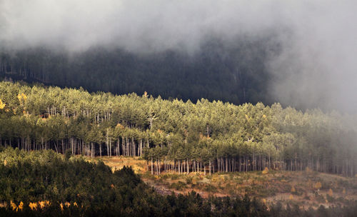 Trees on field in foggy weather