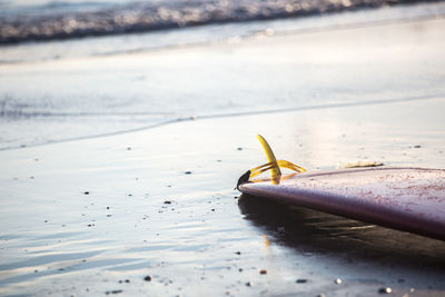 Close-up of surfboard at beach