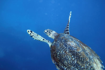 View of turtle swimming in sea