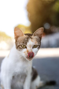 Close-up portrait of cat against blurred background