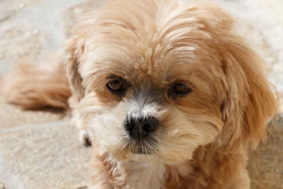 Close-up portrait of a dog