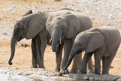 Side view of elephant standing by river