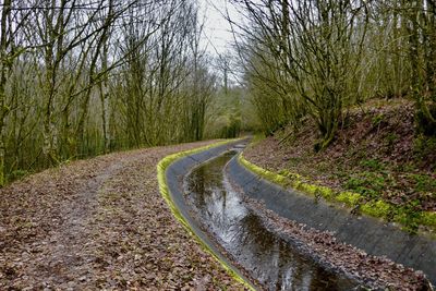 Road amidst trees in forest