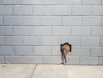 Rear view of a cat on the wall