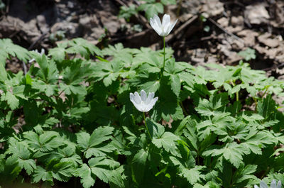Close-up of white flowering plant