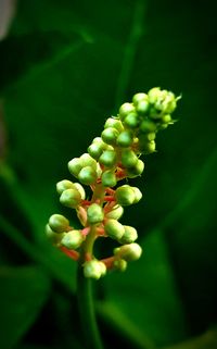 Close-up of flower bud