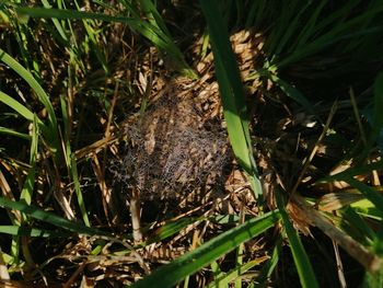 High angle view of lizard on field