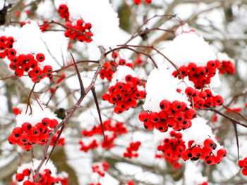 Close-up of rowanberries on tree during winter