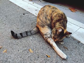 High angle view of cat lying on street