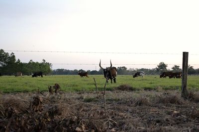 Horses grazing on field against clear sky