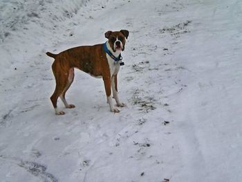 Rear view of dog