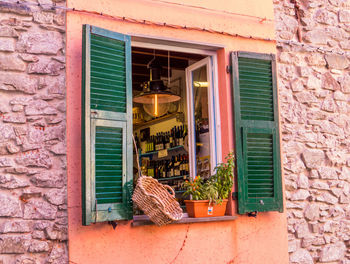 Potted plant on window of building