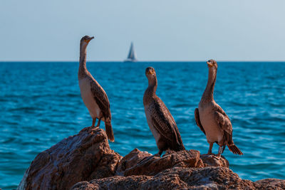 Birds perching on rock by sea against sky