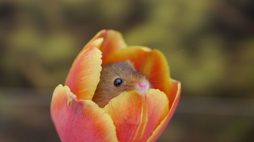 Close-up of orange flower