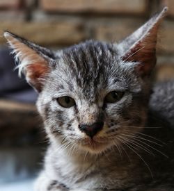 Close-up portrait of cat