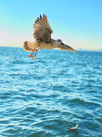 Seagull flying over sea