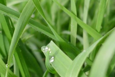 Dewdrops on a green leaf of grass
