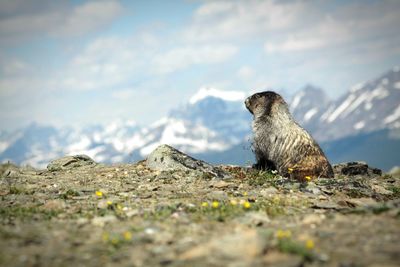 Close-up of marmot on mountain