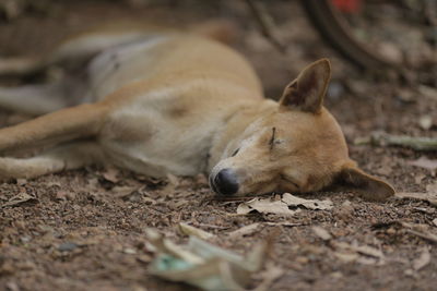 Dog lying down on land