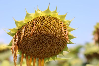 Close-up of wilted sunflower