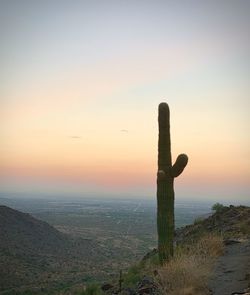 Cactus growing on land against sky during sunset