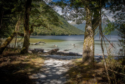 Scenic view of lake in forest