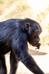 Chimpanzee with a pine cone in its mouth