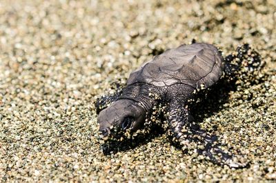 Close-up of turtle