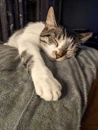 Close-up of cat resting on bed