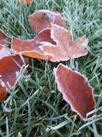 High angle view of autumn leaf on grass