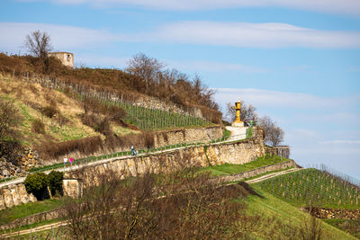 Plants growing on land against sky