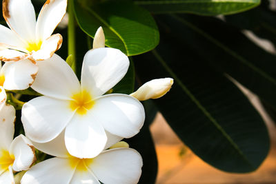 Close-up of white flowering plant