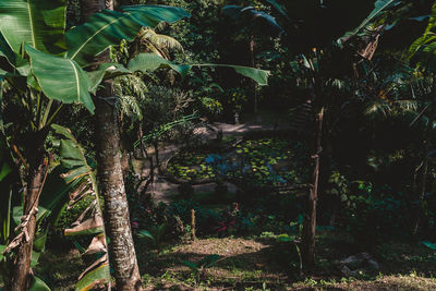 Trees growing on field in forest