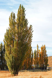 Trees on field against sky during autumn