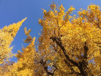 Low angle view of tree against sky during autumn