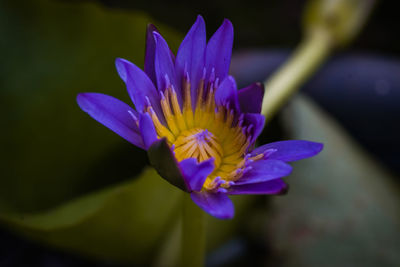 Close-up of purple flower