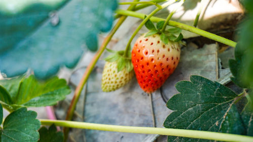 High angle view of strawberry growing on plant