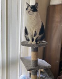 Close-up of a cat looking away